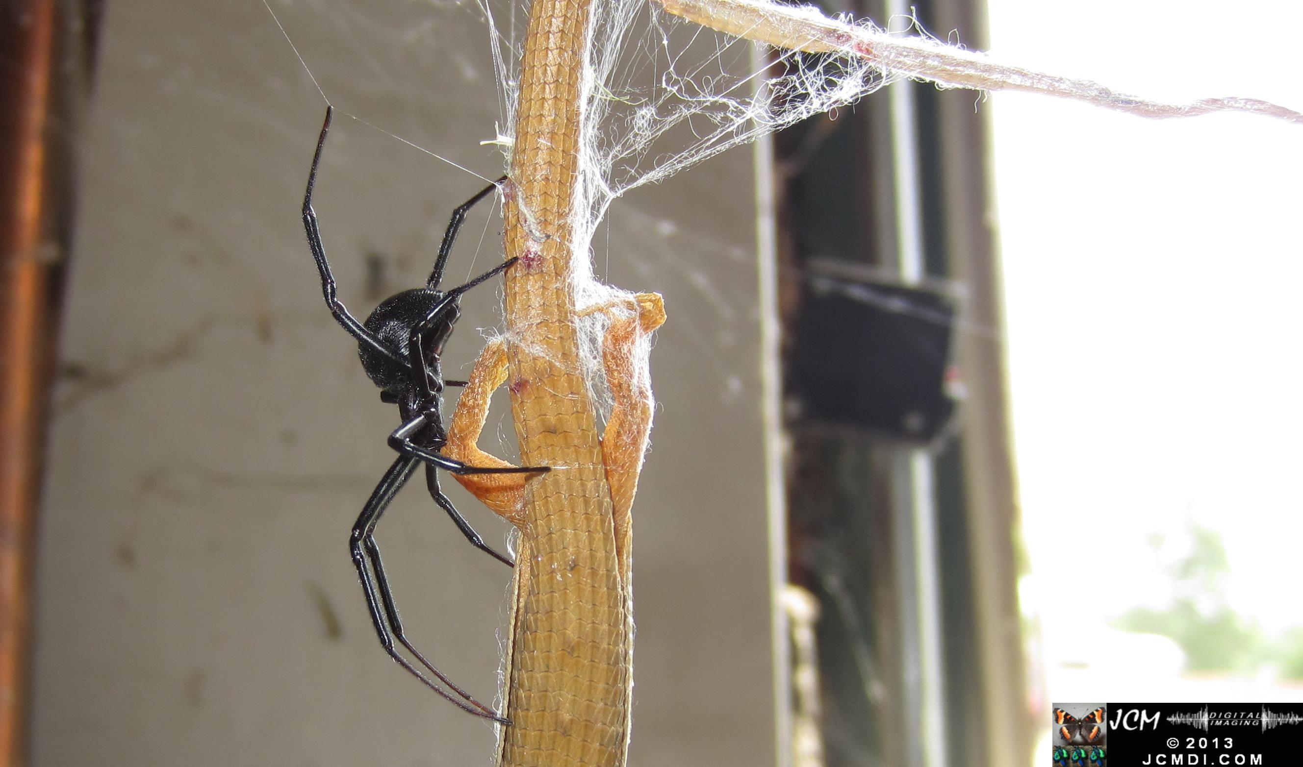 Black Widow vs (and EATS) Alligator Lizard